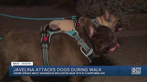 Javelina attacks dogs in the Sunnyslope community