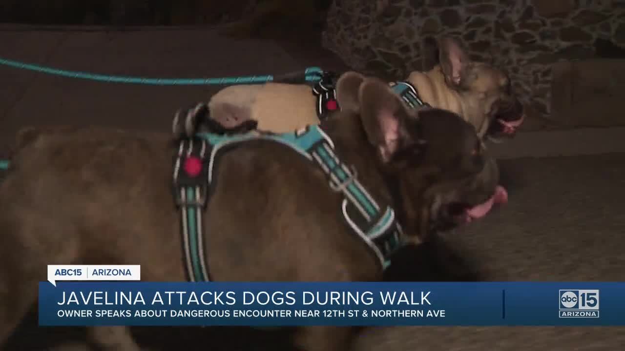 Javelina attacks dogs in the Sunnyslope community