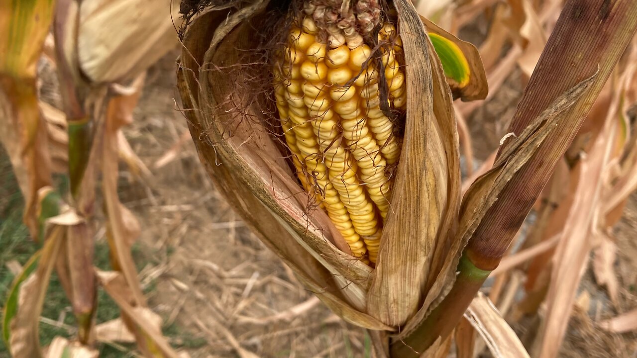 Thankful for a Bountiful Harvest!