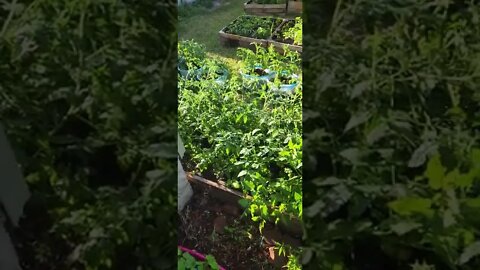 garden update