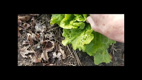 Boxing Day Garden and Last Call for Potatoes!