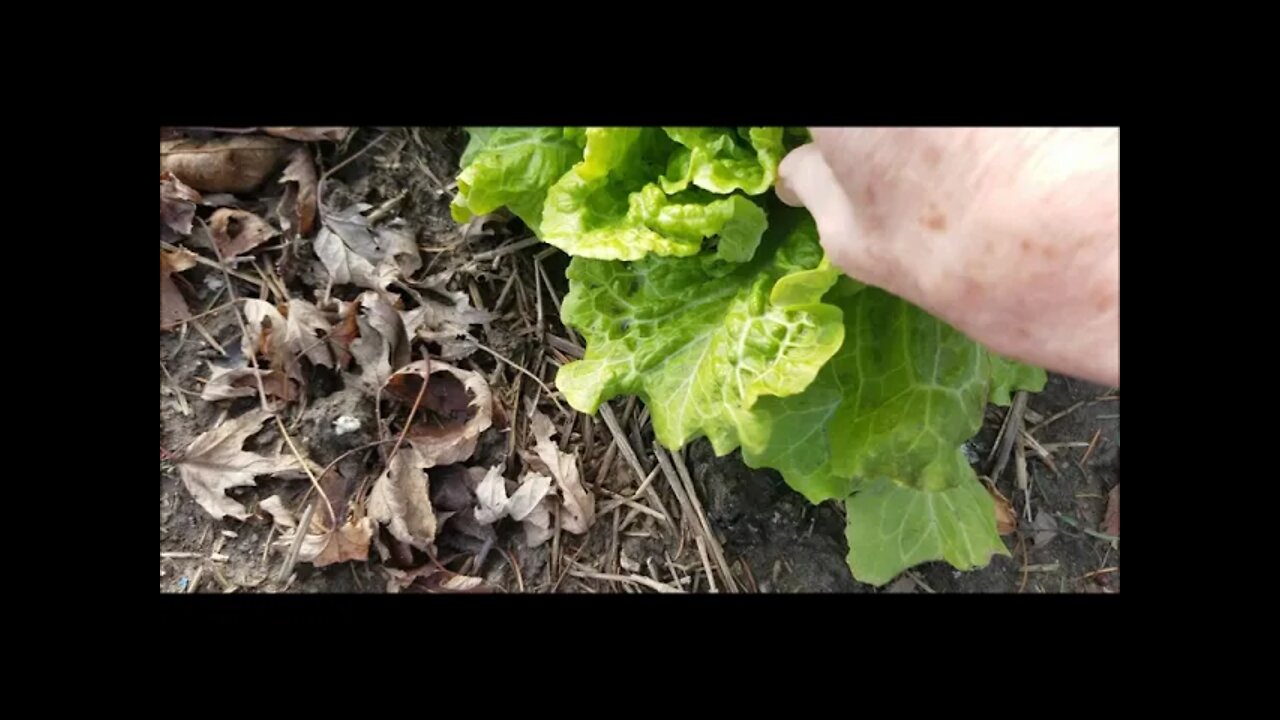 Boxing Day Garden and Last Call for Potatoes!