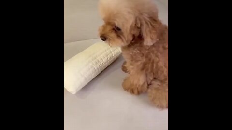 cute pets funny video|💨💨🐶