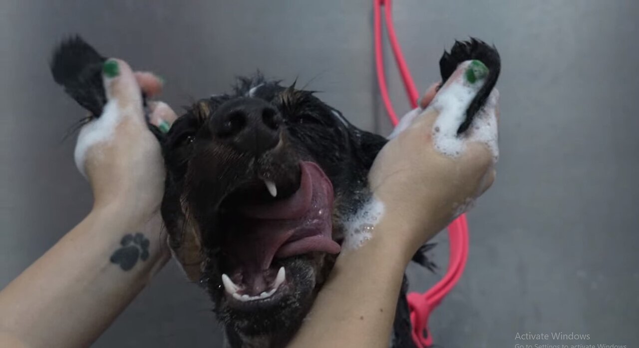 Cute Dog is responsible for this abomination.