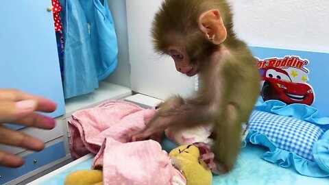 Baby monkey Bon Bon playing with So cute duckling and teddy bear in the bedroom