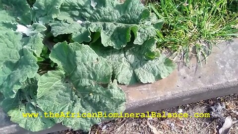 BURDOCK PLANT - DR SEBI APPROVED