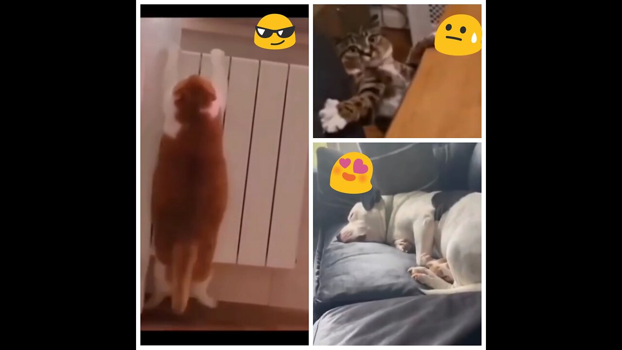 The cat saved itself when it fell 🤣💪🏼