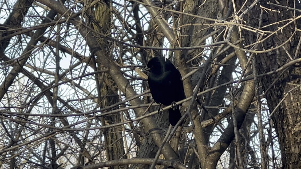 Red-tipped Black Bird closeup