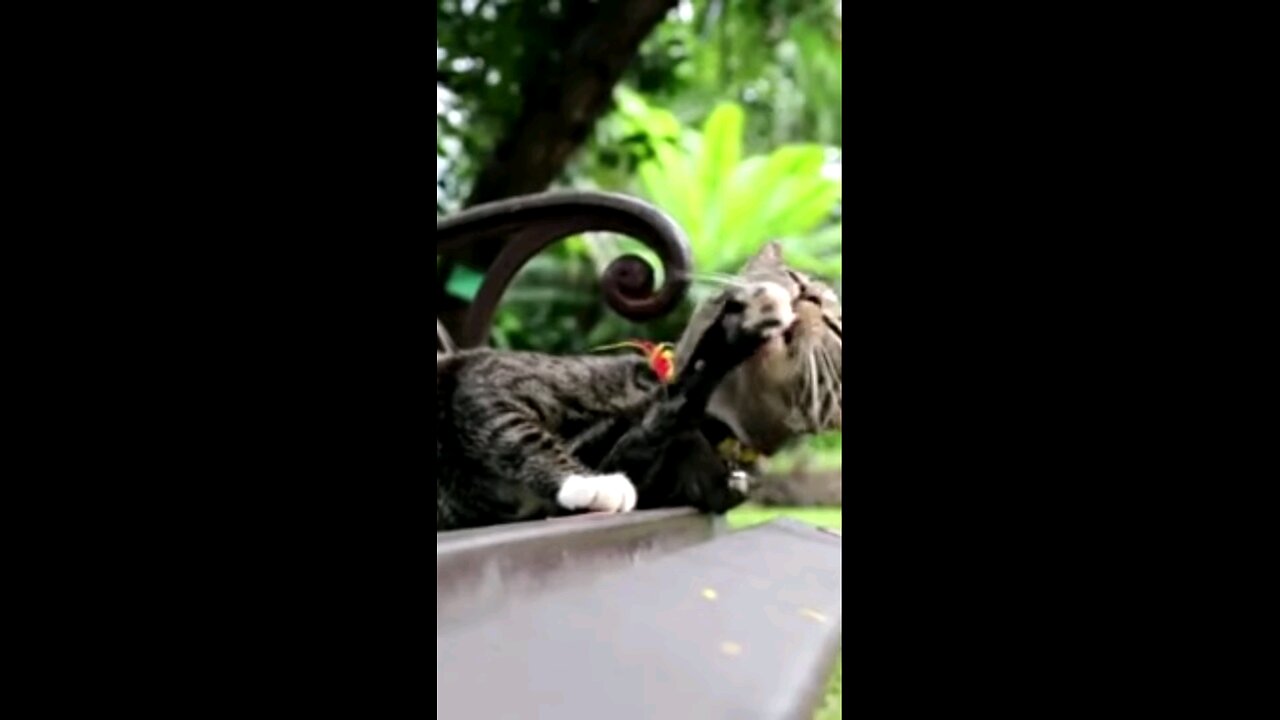 Adorable Animal Sounds: A Symphony of Nature's Cutest Creatures