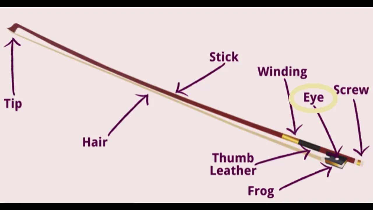 Parts of the Violin, and Introducing Violins of the Ashmolean Museum