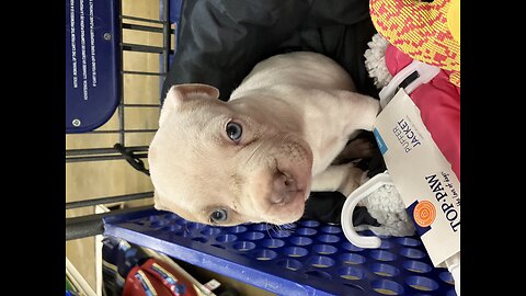 8 week old pit bull puppy