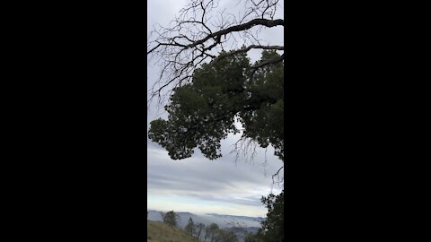 Tree Survived Fire