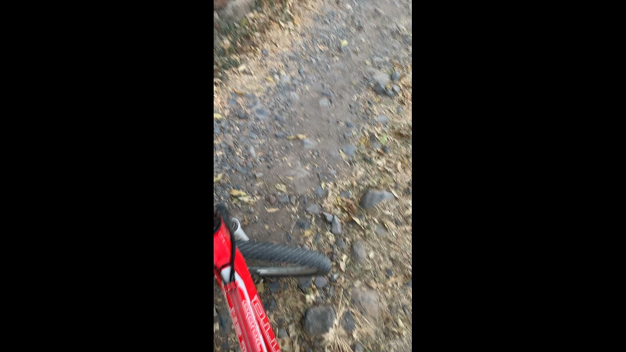 Perrito
