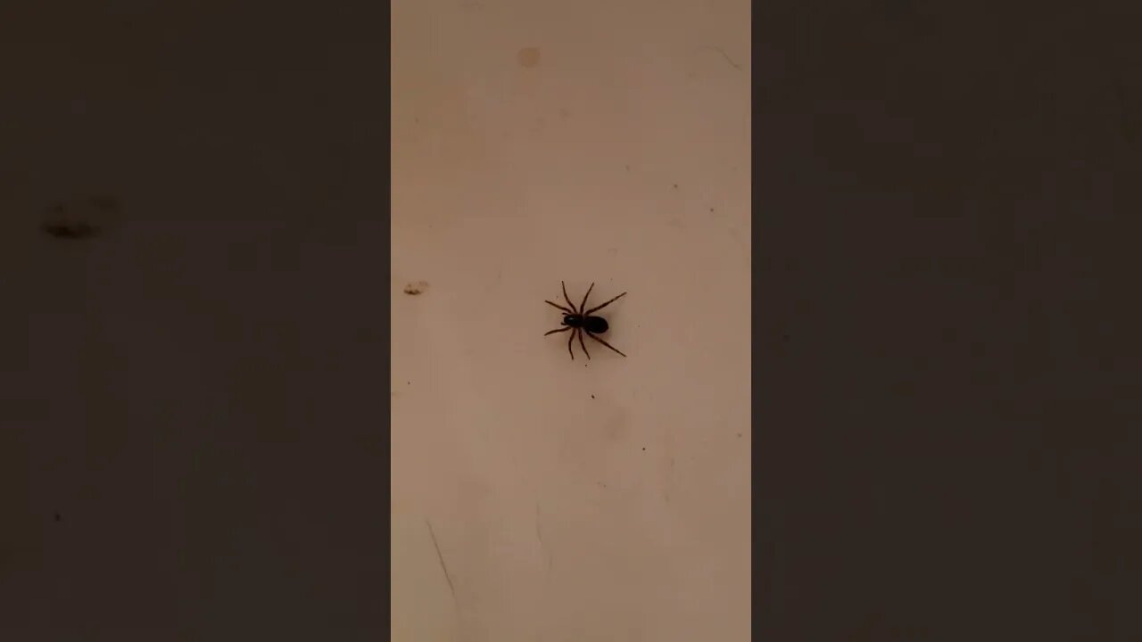 The Arizona desert has some pretty WILD and terrifying 😰 occupants that can make it into our homes.