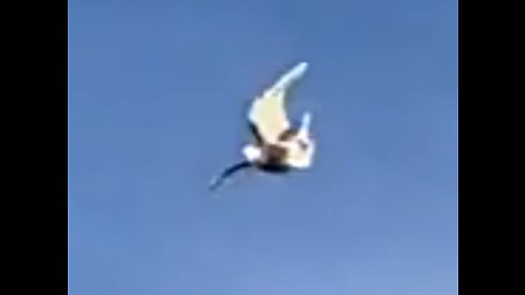 A pigeon rotating herself in the air to suddenly stop from going forward.
