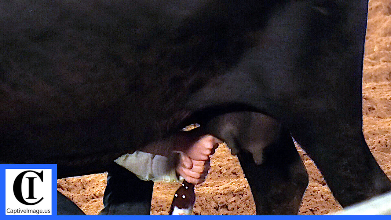 Wild Cow Milking - 2021 Saint's Roost Ranch Rodeo | Friday