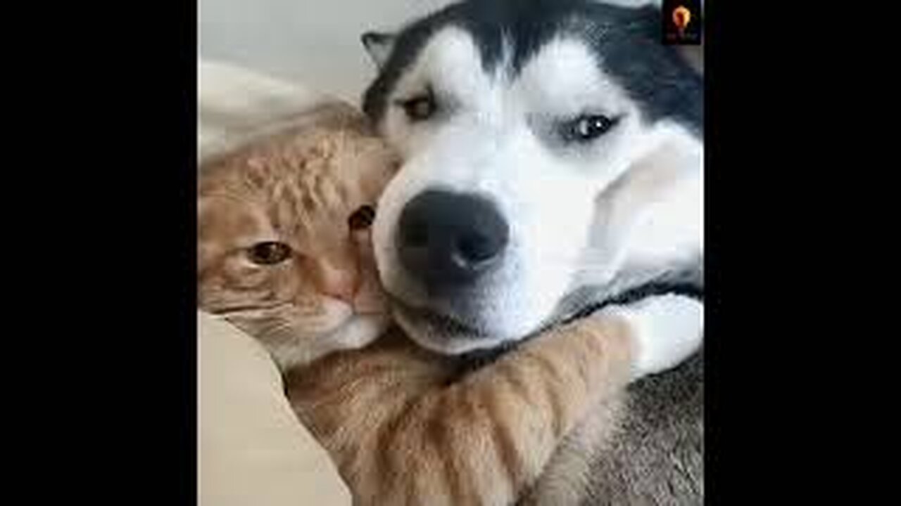 Cat and Dog Friendship - Dog and Cat Pure Love | funny cats and dogs video 🤣🤣🤣