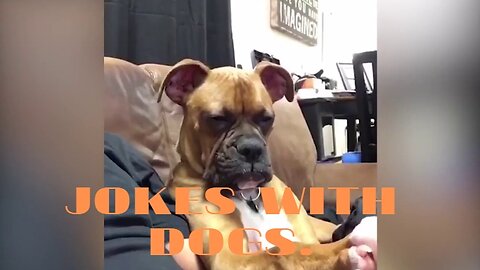 Jokes With dogs.