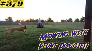 Mowing with dogs. Dangerous! Do NOT attempt!