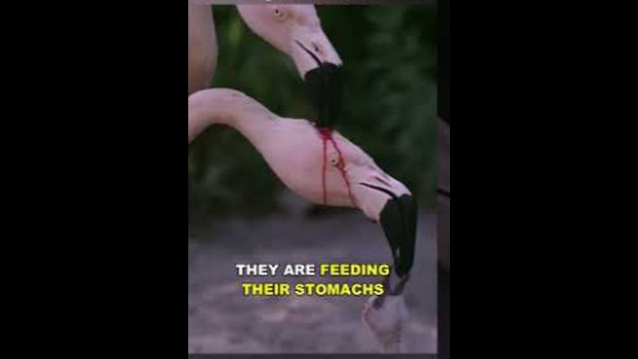 Is This Flamingo Feeding Blood To Its Baby