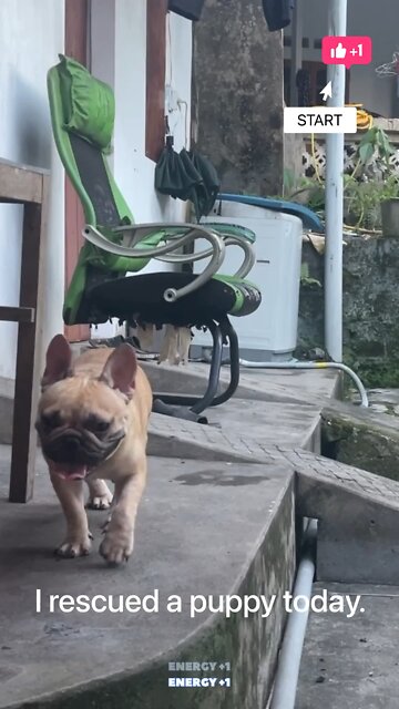 My puppy now walks by crawling, so funny Ep2 #shorts#dog