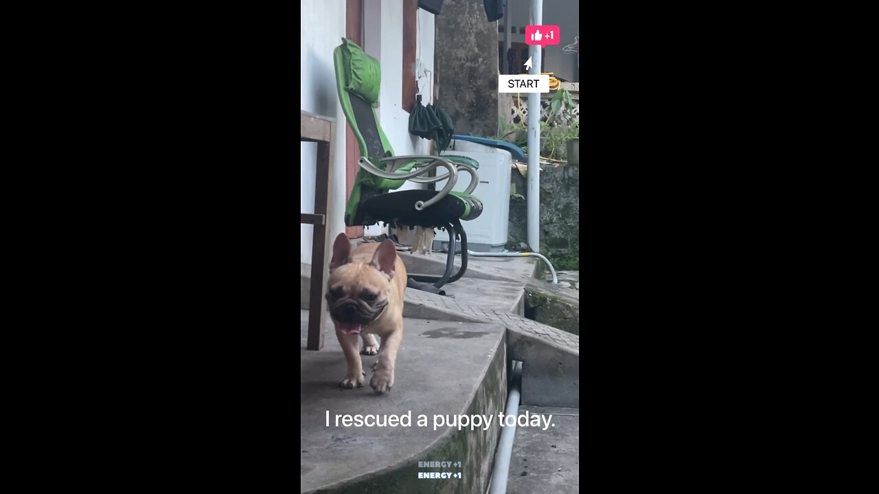 My puppy now walks by crawling, so funny Ep2 #shorts#dog