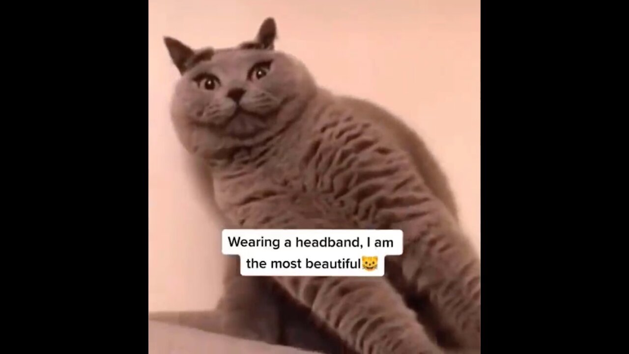 Funniest pranks on dog and cats 😂 Try not to laugh 😂 ( part 1)