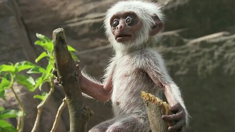 Baby Monkey Mistaken for Dead and Mourned by Troop(FULL MOVEMENT)