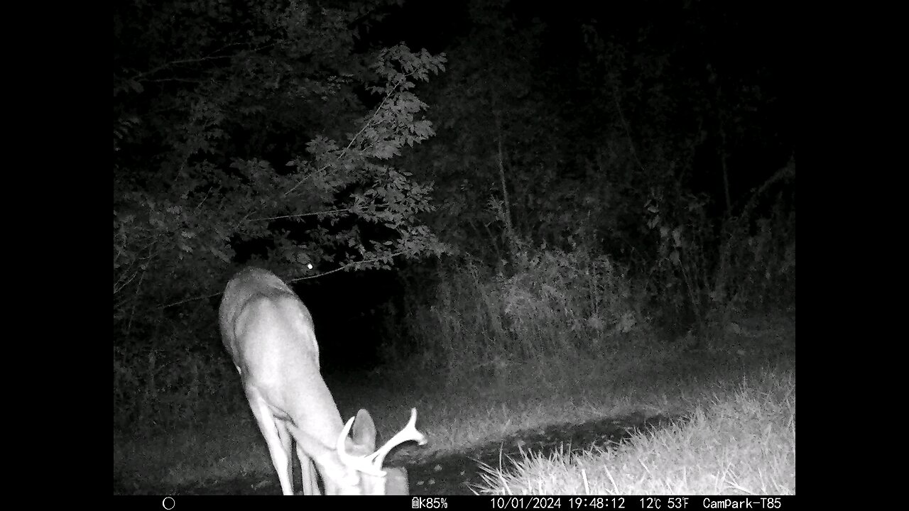 Buck Deer 10-01-2024