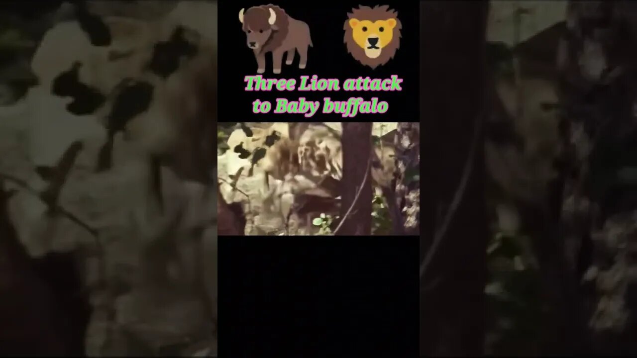Three lion attack to baby buffalo 🦬 2022 #youtubeshorts #shorts #shortvideo