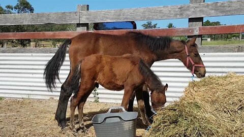 Paddy and Tippy arrive April 11, 2018