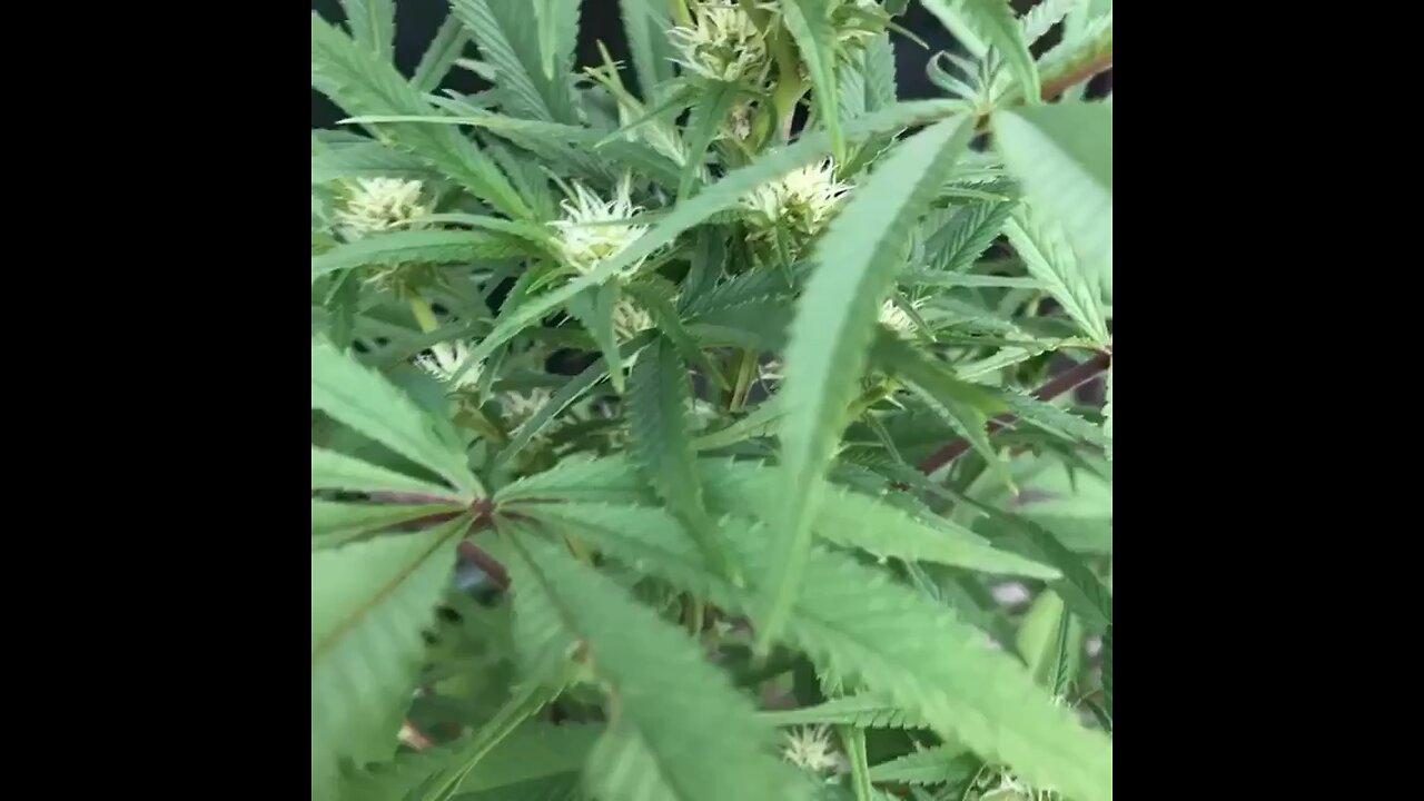 Plants