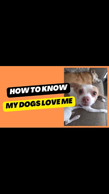 Do my Dogs love me?