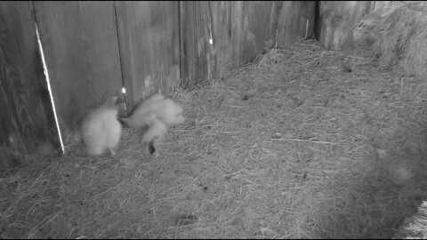 Turkey Vulture babies getting big. 6-17-22