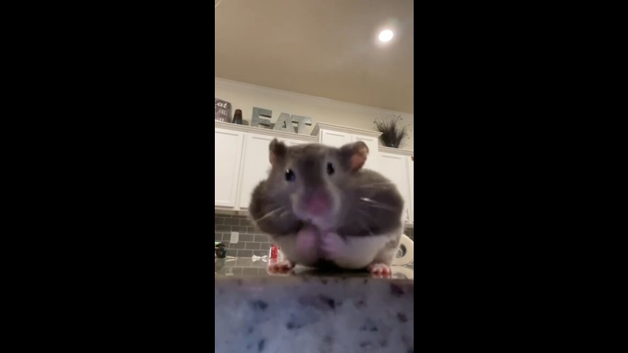 Hamster