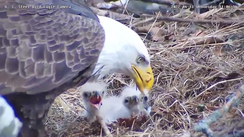 USS Eagles - Excellent feeding