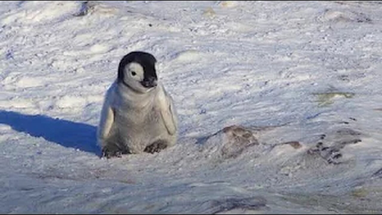 Baby Penguin Playtime: Watch Them in Action | Charming Baby Penguins: Life in the Antarctic