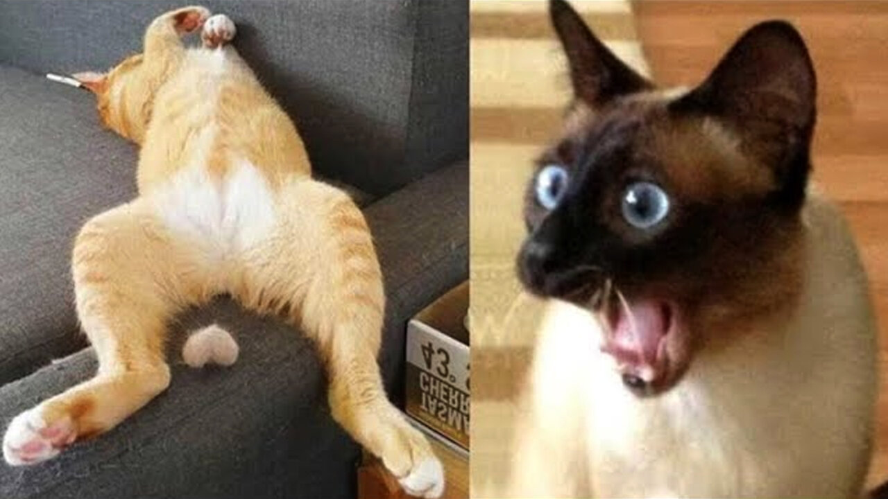 Furry Follies: Hilarious Animal Videos That Will Make You ROFL! 🐱🐶 Try Not To Laugh - 2023