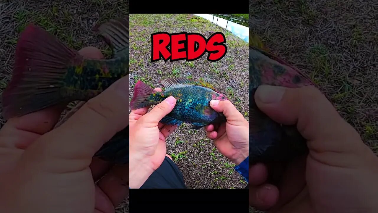 I caught CRAZY colorful fish in Florida canal #fishing