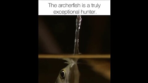 Amazing Archer Fish | LowQualityVideos #14