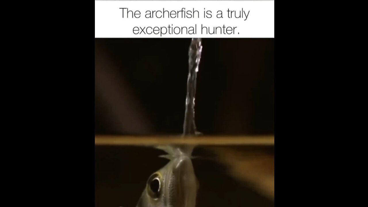 Amazing Archer Fish | LowQualityVideos #14