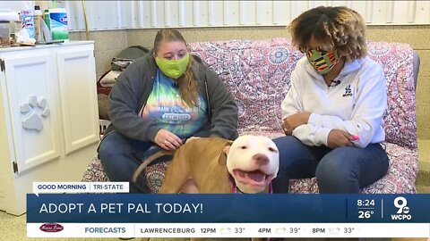 Pet Pals: Meet Maxwell