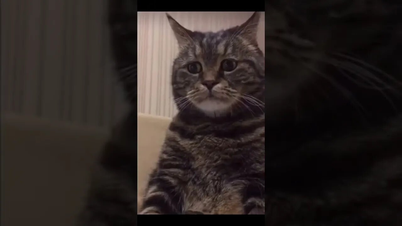 trending shorts video for Entertain Your Mood #shorts #trending #viral #youtube #blackshorts