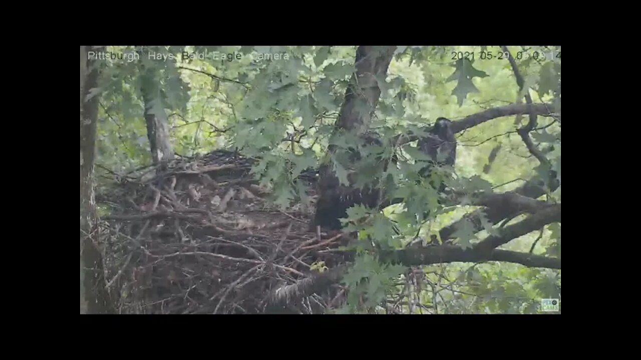 Hays Juvenile H15 joins H13 H14 on the branch 2021 05 29 9:19:20
