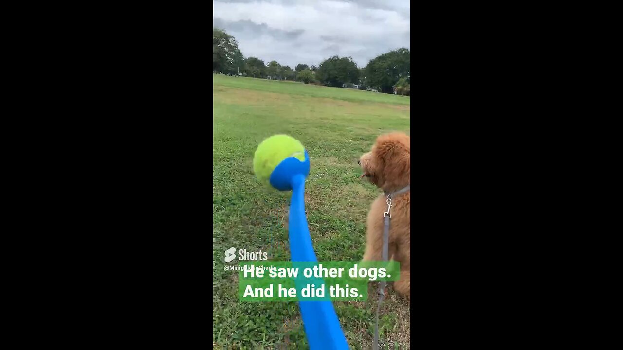 Puppy playing fetch