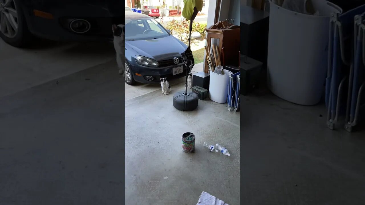 Have I become that dude that has like 12 cats around his house?