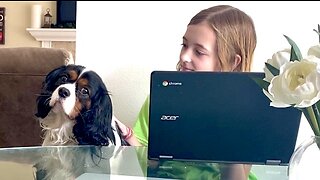 Cavalier And Newfoundland Help Girl With Homework