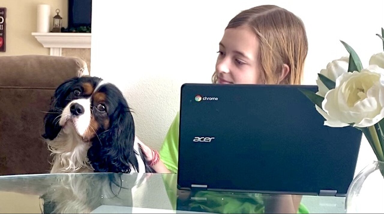 Cavalier And Newfoundland Help Girl With Homework