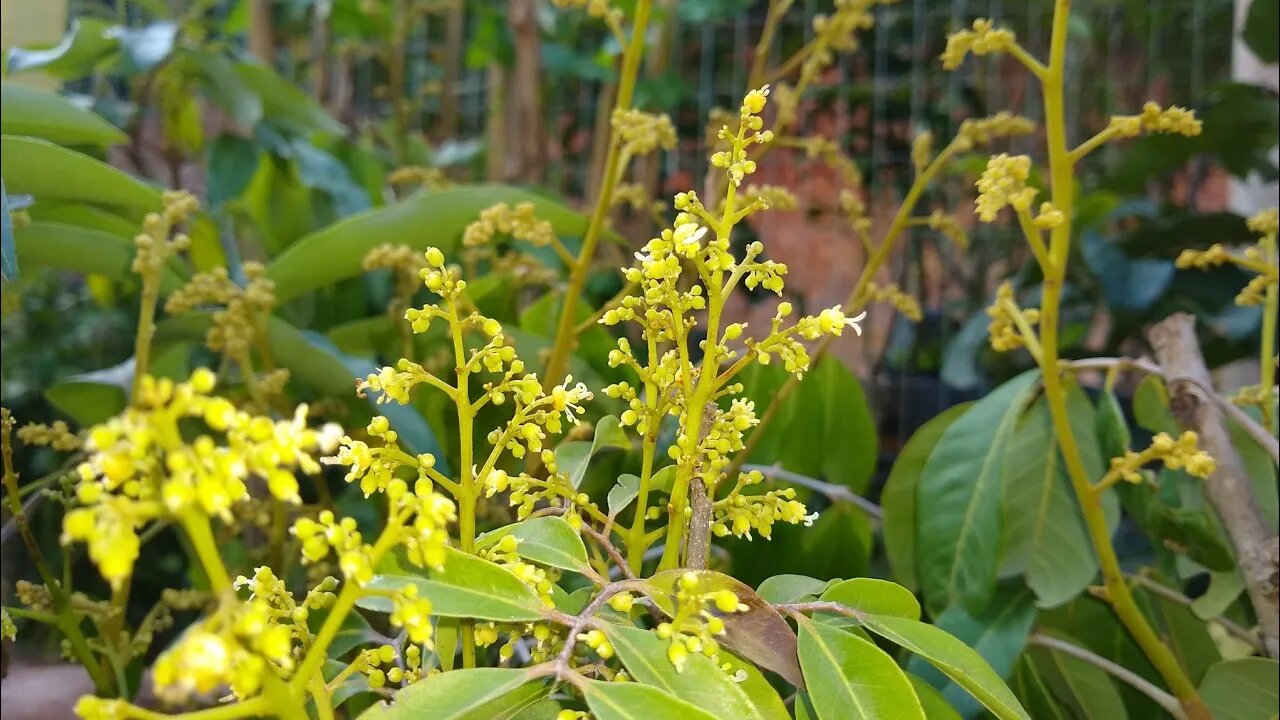 frutífera produzindo em vaso lichia Kwai mai pink cereja européia manga bourbon bacupari jabuticaba