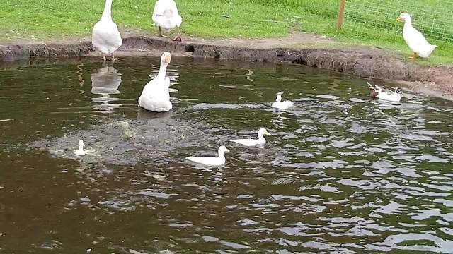 Ducklings take to water for the first time